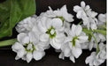 Stock (Matthiola Incana Ten Week White) Gillyflower Night scented, 40 SEEDS - Caribbean garden seed