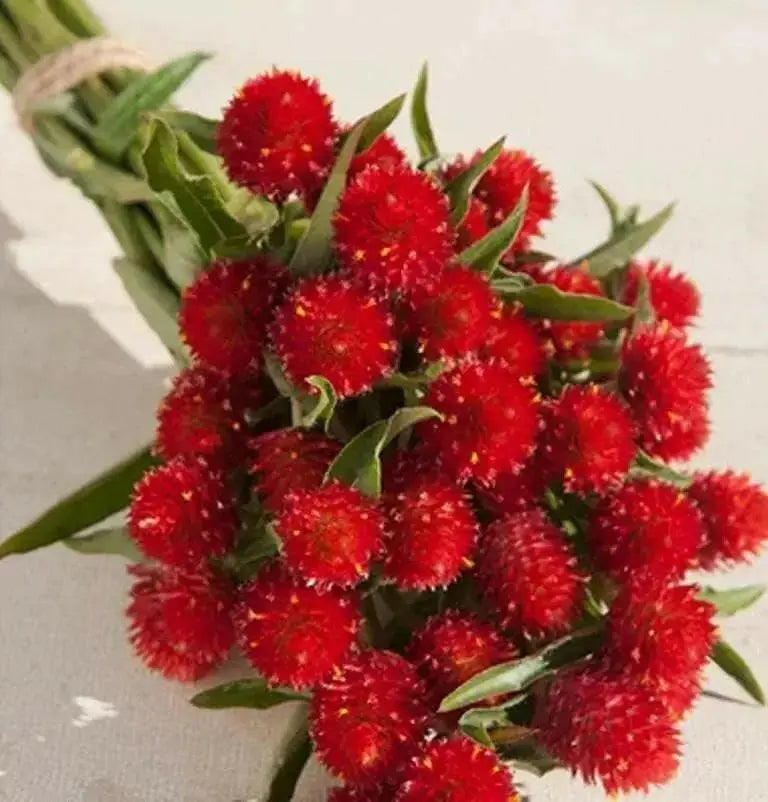 Strawberry Fields Gomphrena Seeds , ANNUAL Flowers - Caribbean garden seed