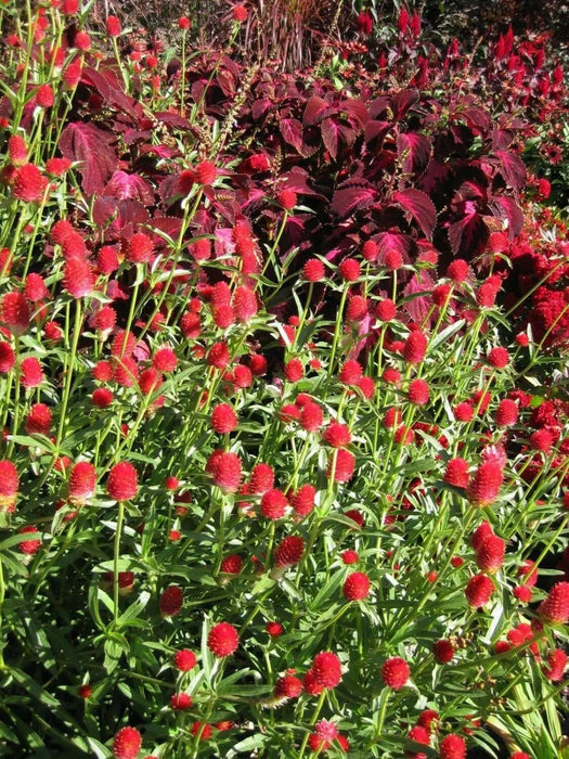 Strawberry Fields Gomphrena Seeds , ANNUAL Flowers - Caribbean garden seed