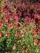Strawberry Fields Gomphrena Seeds , ANNUAL Flowers - Caribbean garden seed
