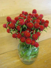 Strawberry Fields Gomphrena Seeds , ANNUAL Flowers - Caribbean garden seed