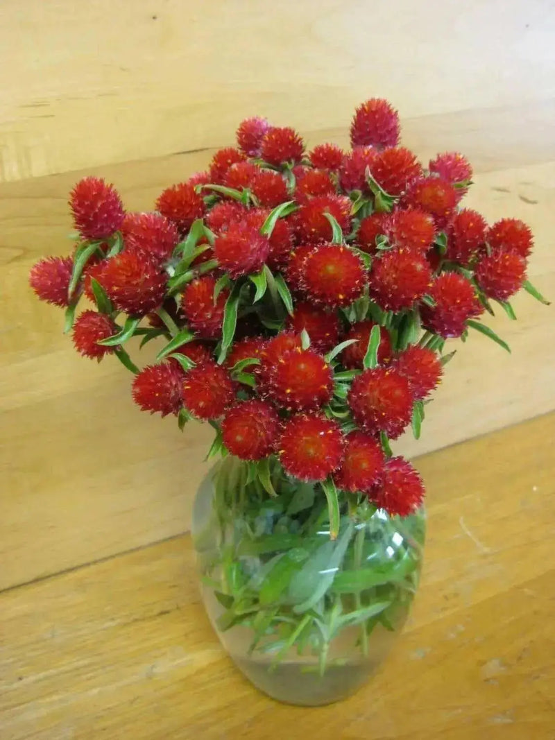 Strawberry Fields Gomphrena Seeds , ANNUAL Flowers - Caribbean garden seed