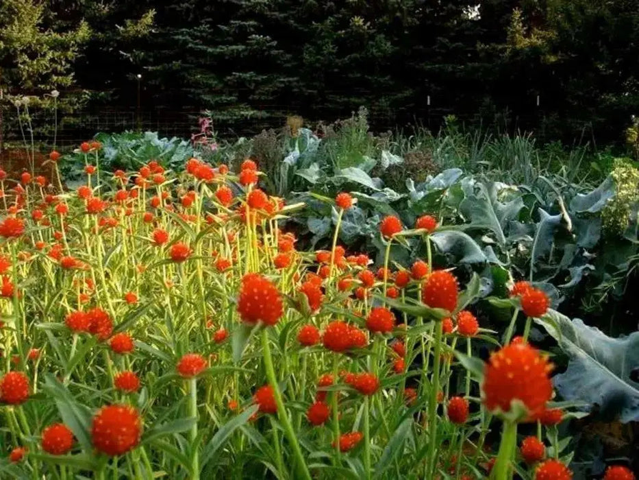 Strawberry Fields Gomphrena Seeds , ANNUAL Flowers - Caribbean garden seed