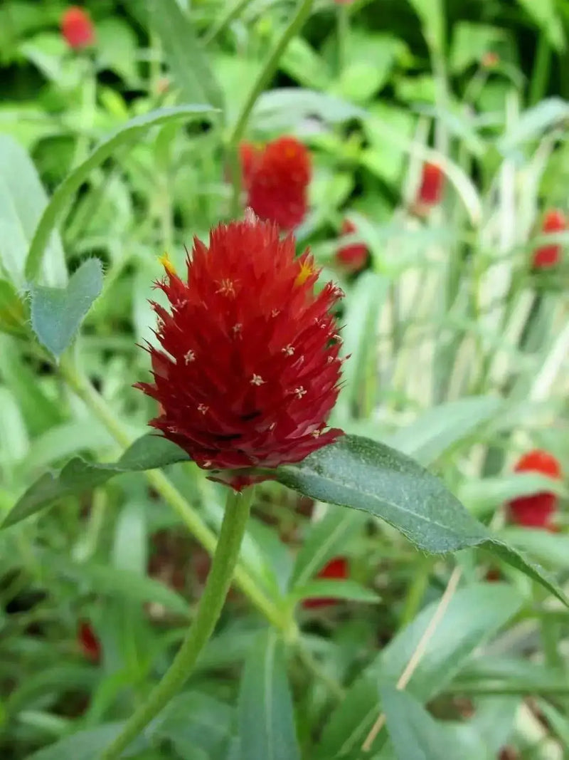Strawberry Fields Gomphrena Seeds , ANNUAL Flowers - Caribbean garden seed