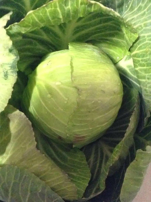 Stonehead Cabbage,This hybrid cabbage forms a rock-solid, round head and is disease resistant. - Caribbean garden seed