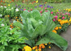 Stonehead Cabbage,This hybrid cabbage forms a rock-solid, round head and is disease resistant. - Caribbean garden seed