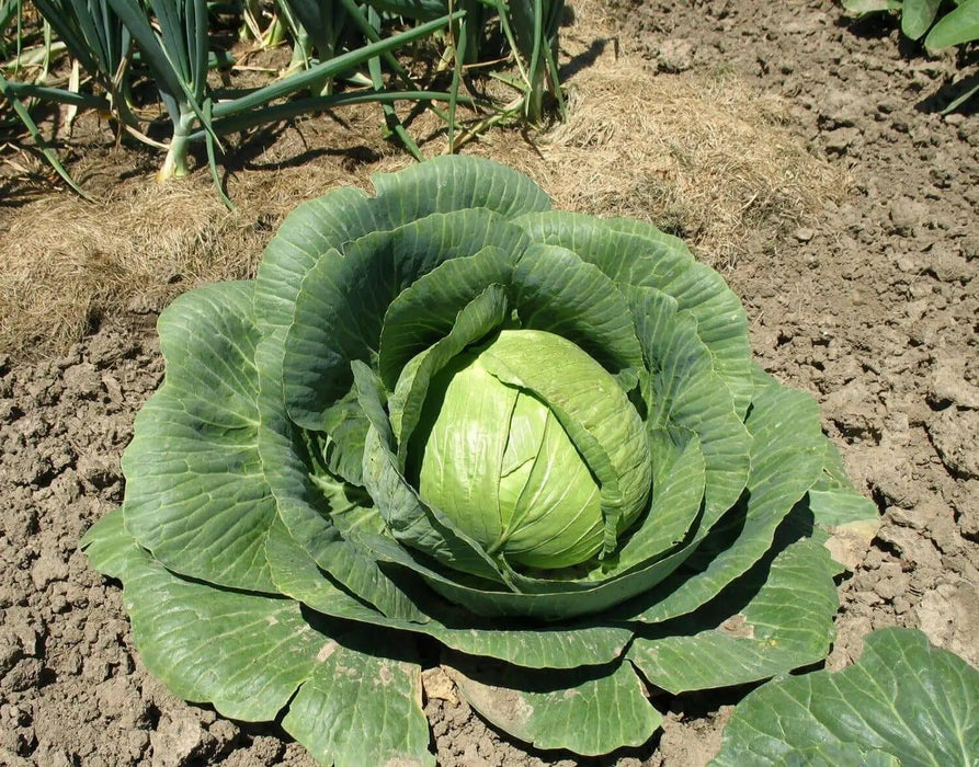 Stonehead Cabbage,This hybrid cabbage forms a rock-solid, round head and is disease resistant. - Caribbean garden seed