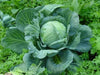 Stonehead Cabbage,This hybrid cabbage forms a rock-solid, round head and is disease resistant. - Caribbean garden seed