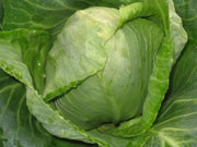 Stonehead Cabbage,This hybrid cabbage forms a rock-solid, round head and is disease resistant. - Caribbean garden seed
