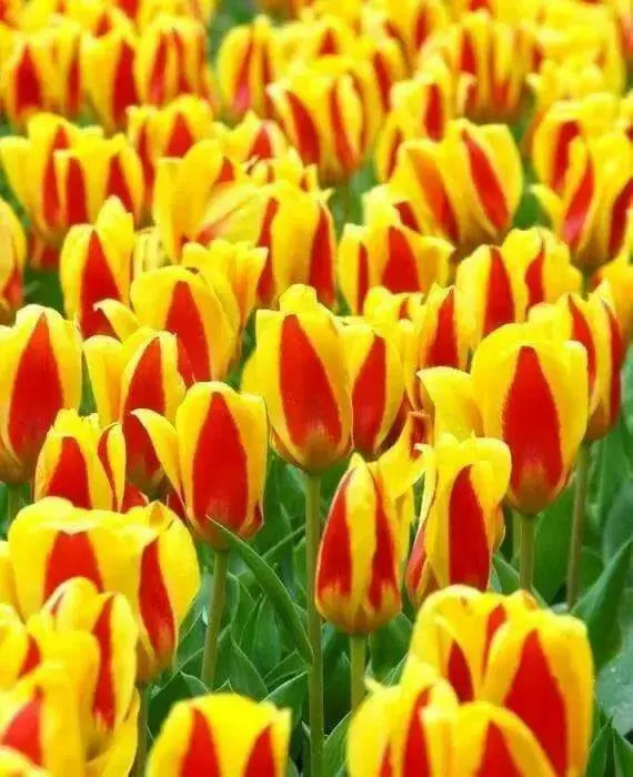 Stresa Dwarf Tulip Bulbs  ,Great cut flowers - Caribbean garden seed