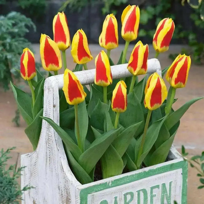 Stresa Dwarf Tulip Bulbs  ,Great cut flowers - Caribbean garden seed