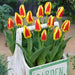 Stresa Dwarf Tulip Bulbs  ,Great cut flowers - Caribbean garden seed