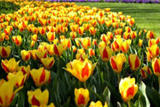 Stresa Dwarf Tulip Bulbs  ,Great cut flowers - Caribbean garden seed