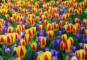 Stresa Dwarf Tulip Bulbs  ,Great cut flowers - Caribbean garden seed