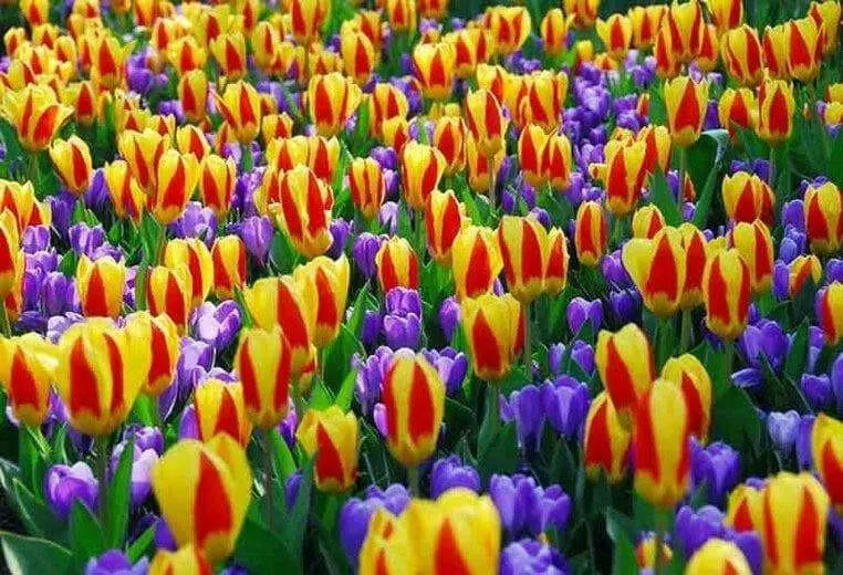 Stresa Dwarf Tulip Bulbs  ,Great cut flowers - Caribbean garden seed
