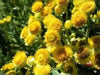 STRAWFLOWER SEEDS Yellow, annual - Caribbean garden seed