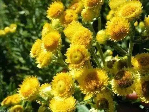 STRAWFLOWER SEEDS Yellow, annual - Caribbean garden seed