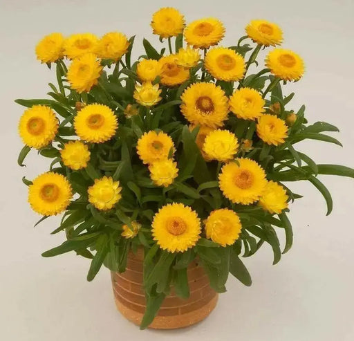 Strawflower SEEDS, Golden Everlasting - - Caribbean garden seed
