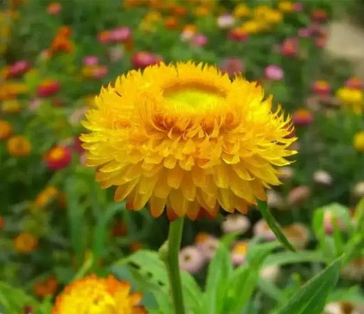 Strawflower SEEDS, Golden Everlasting - - Caribbean garden seed