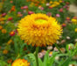 Strawflower SEEDS, Golden Everlasting - - Caribbean garden seed