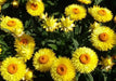 Strawflower SEEDS, Golden Everlasting - - Caribbean garden seed