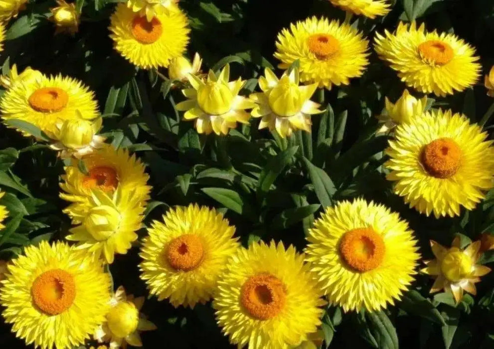 Strawflower SEEDS, Golden Everlasting - - Caribbean garden seed