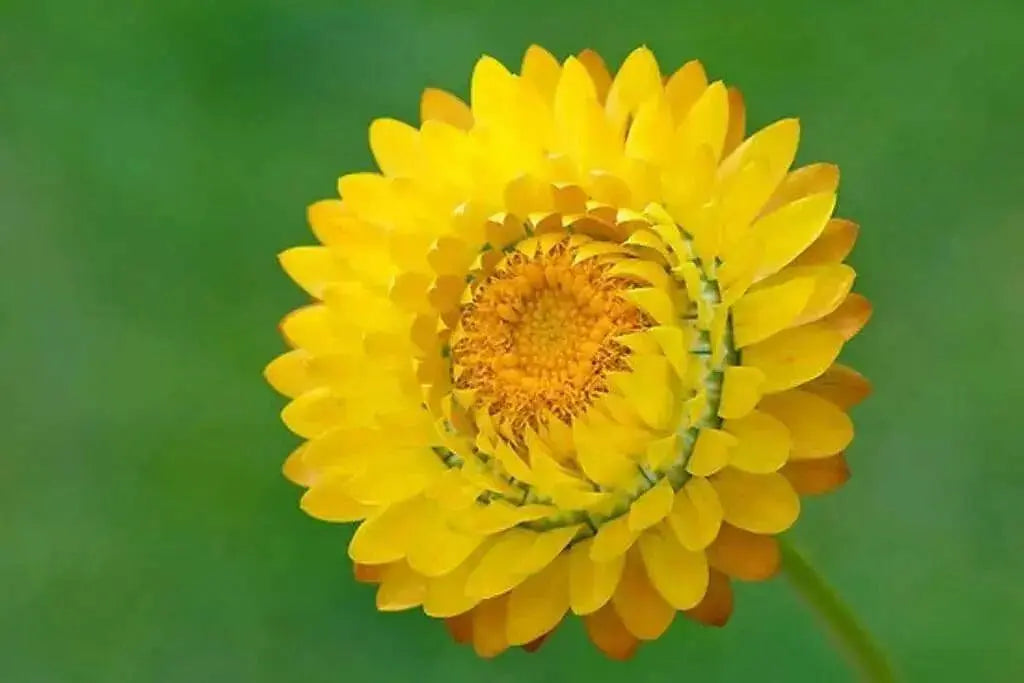 Strawflower SEEDS, Golden Everlasting - - Caribbean garden seed