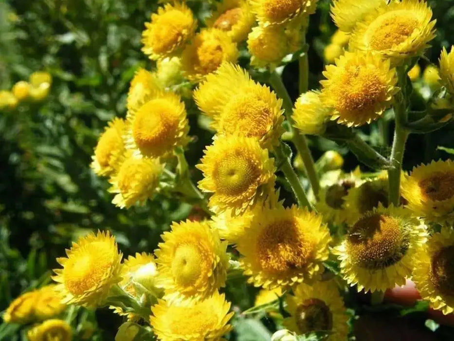 Strawflower SEEDS, Golden Everlasting - - Caribbean garden seed