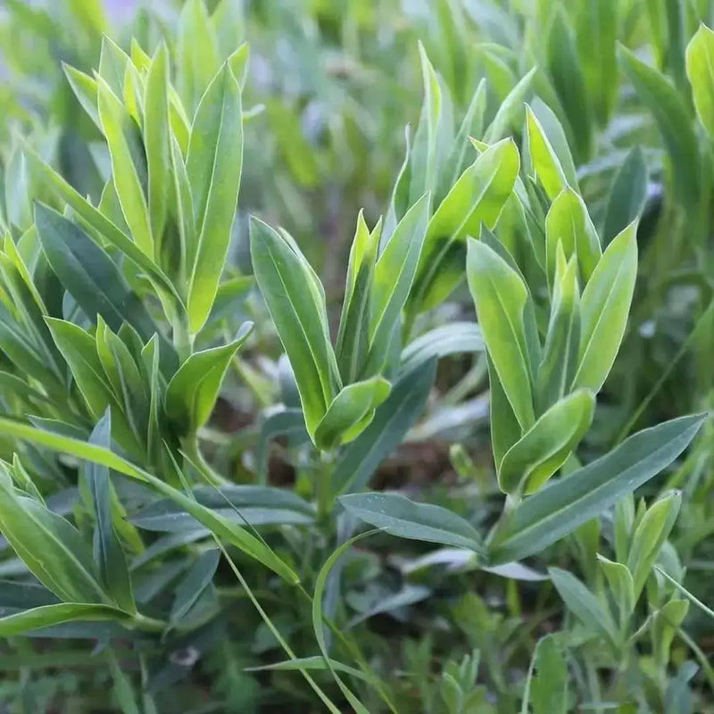 Stridolo Stridolo Seeds, a.k.a.Sculpit, (Silene inflata) very drought tolerant, Asian vegetable - Caribbean garden seed