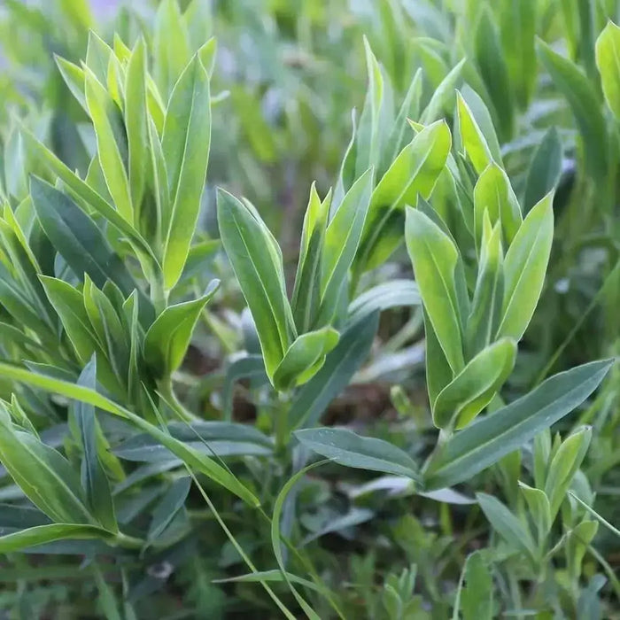 Stridolo Stridolo Seeds, a.k.a.Sculpit, (Silene inflata) very drought tolerant, Asian vegetable - Caribbean garden seed