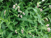 Stridolo Stridolo Seeds, a.k.a.Sculpit, (Silene inflata) very drought tolerant, Asian vegetable - Caribbean garden seed