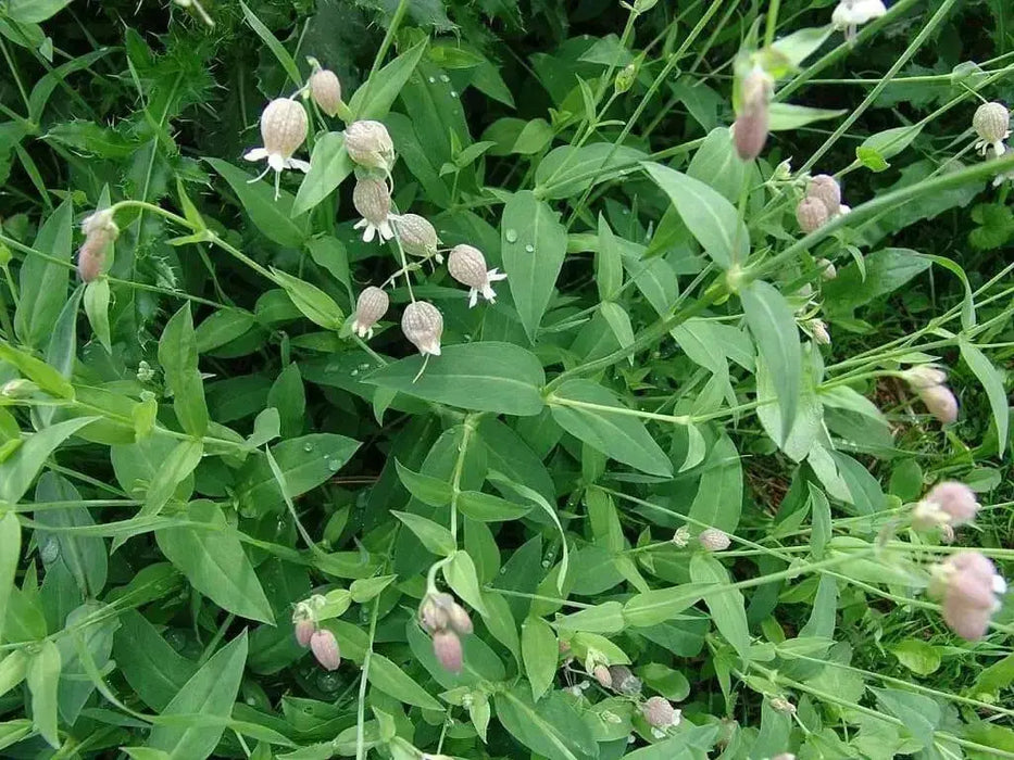 Stridolo Stridolo Seeds, a.k.a.Sculpit, (Silene inflata) very drought tolerant, Asian vegetable - Caribbean garden seed