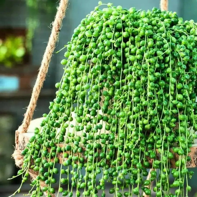 String Of Dolphins (LIVE STARTER PLANT) Succulents Houseplant - Caribbean garden seed