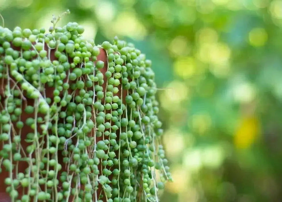 String Of Dolphins (LIVE STARTER PLANT) Succulents Houseplant - Caribbean garden seed