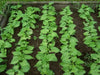 STRIKE Bean Seeds(Bush) - Caribbean garden seed