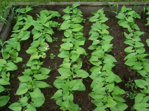 STRIKE Bean Seeds(Bush) - Caribbean garden seed