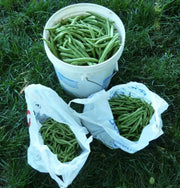 STRIKE Bean Seeds(Bush) - Caribbean garden seed