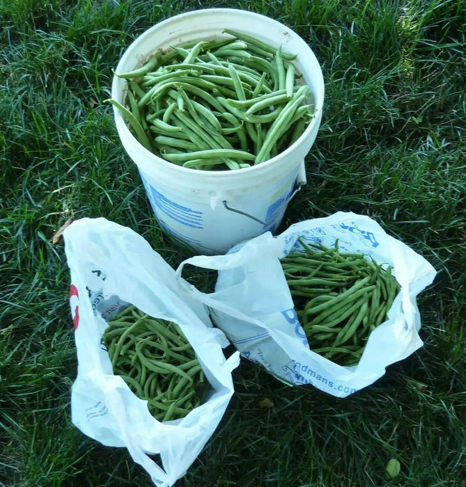 STRIKE Bean Seeds(Bush) - Caribbean garden seed