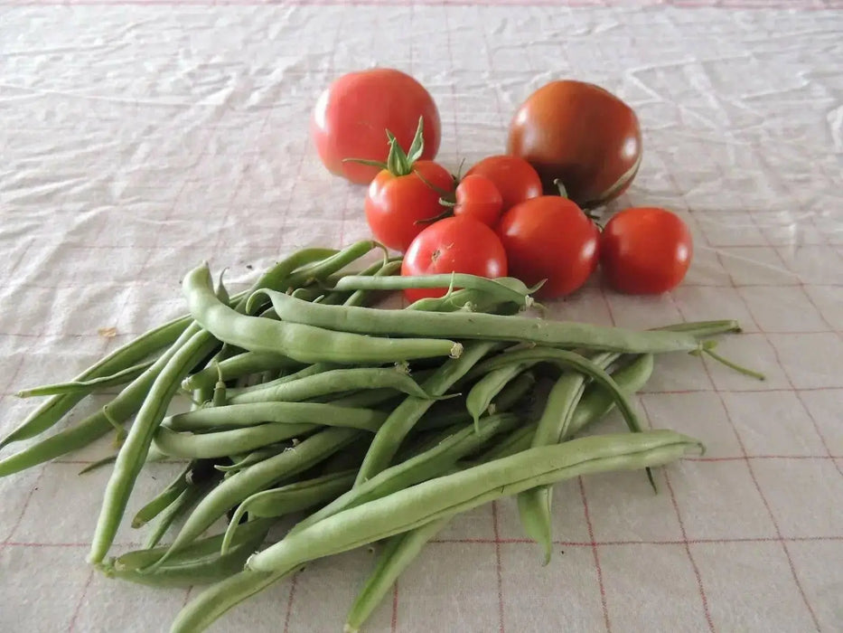 STRIKE Bean Seeds(Bush) - Caribbean garden seed