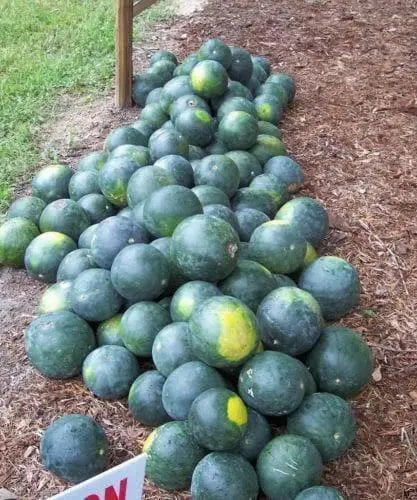 Sugar Baby- Icebox Watermelon seeds - Caribbean garden seed