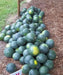 Sugar Baby- Icebox Watermelon seeds - Caribbean garden seed