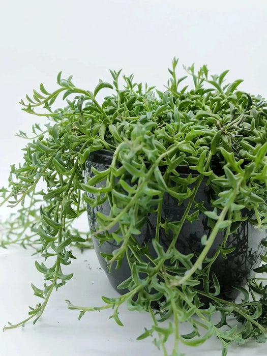 String Of Dolphins (LIVE STARTER PLANT) Succulents Houseplant - Caribbean garden seed
