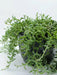 String Of Dolphins (LIVE STARTER PLANT) Succulents Houseplant - Caribbean garden seed