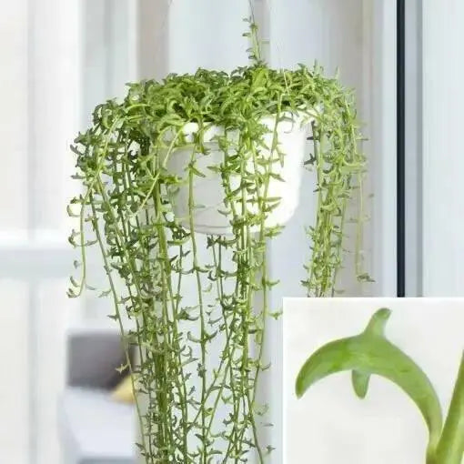 String Of Dolphins (LIVE STARTER PLANT) Succulents Houseplant - Caribbean garden seed