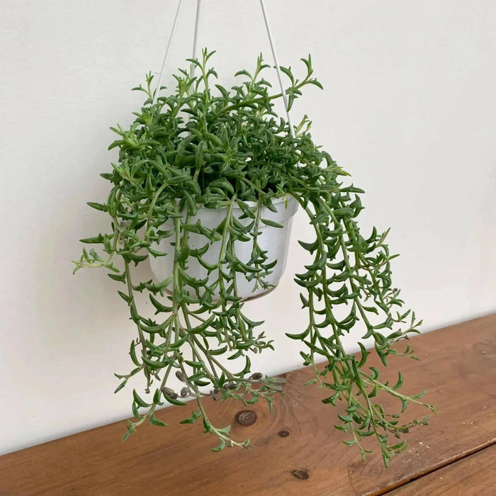 String Of Dolphins (LIVE STARTER PLANT) Succulents Houseplant - Caribbean garden seed