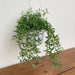 String Of Dolphins (LIVE STARTER PLANT) Succulents Houseplant - Caribbean garden seed