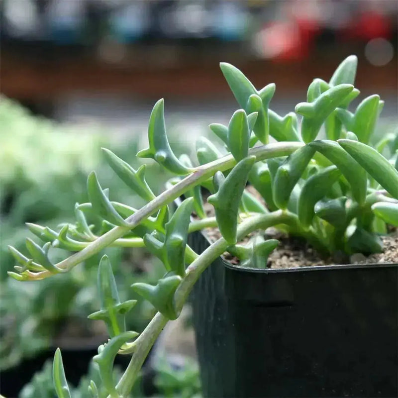 String Of Dolphins (LIVE STARTER PLANT) Succulents Houseplant - Caribbean garden seed