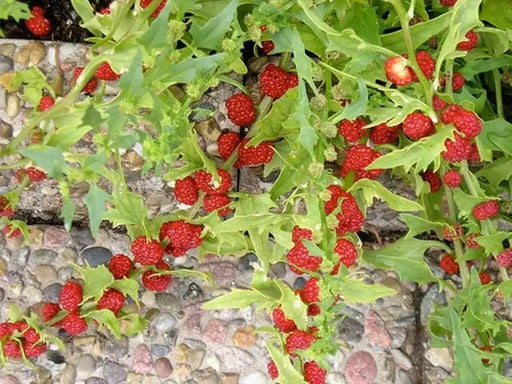 Strawberry Spinach Seeds(Chenopodium Foliosum) edible  leaves and  berries - Caribbean garden seed