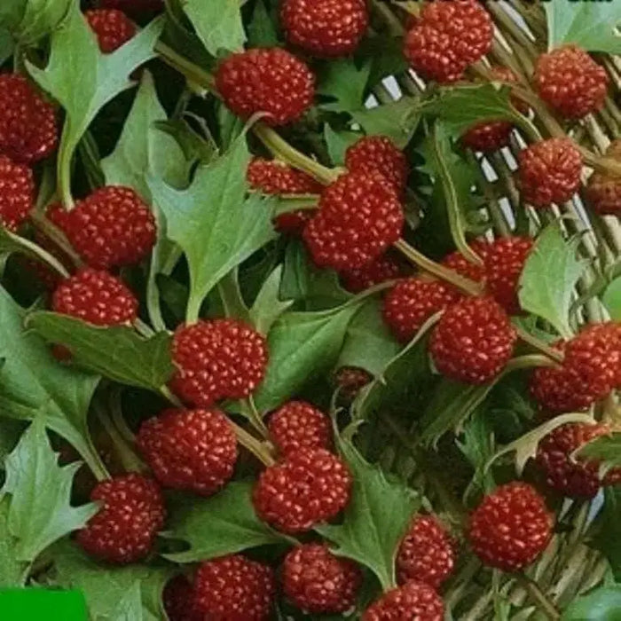 Strawberry Spinach Seeds(Chenopodium Foliosum) edible  leaves and  berries - Caribbean garden seed