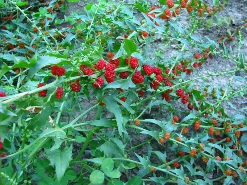 Strawberry Spinach Seeds(Chenopodium Foliosum) edible  leaves and  berries - Caribbean garden seed